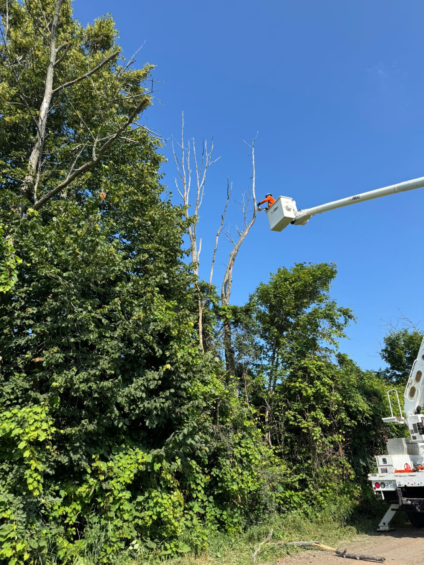 Aerial limb removal